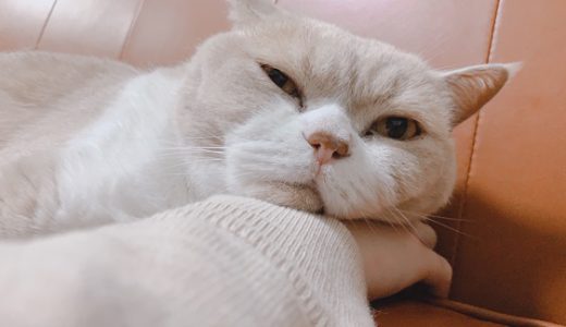 ★迷子の猫★
