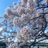 ★桜の季節★